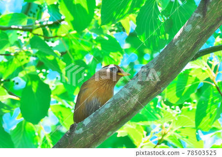 Chinese hwamei that threatens the Japanese forest ecosystem 78503525