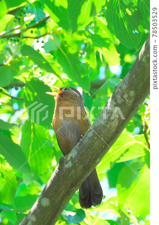 Chinese hwamei crowing in the forest 78503529