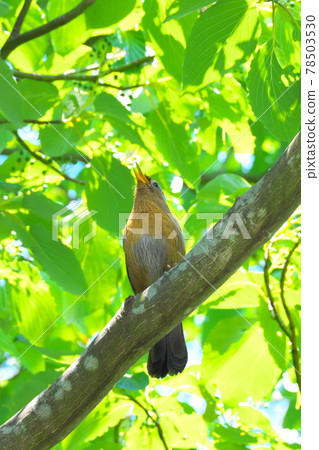 Chinese hwamei crowing in the forest Chinese hwamei crowing in the forest 78503530