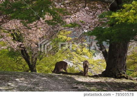 Deer and cherry blossoms in Nara Park Deer and cherry blossoms in Nara Park 78503578