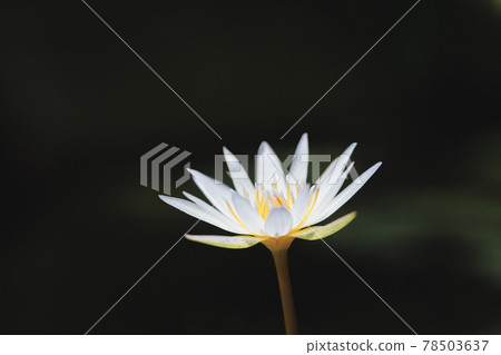 水邊盛開的睡蓮花 水邊盛開的睡蓮花 78503637