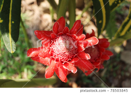 Torch ginger flowers Torch ginger flowers 78503845