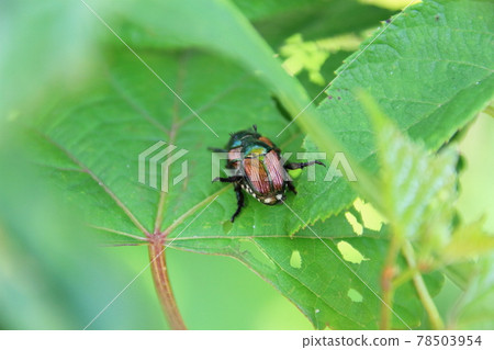日本甲蟲,日本本土甲蟲,在樹葉的陰涼處交配 日本甲蟲,日本本土甲蟲,在樹葉的陰涼處交配 78503954