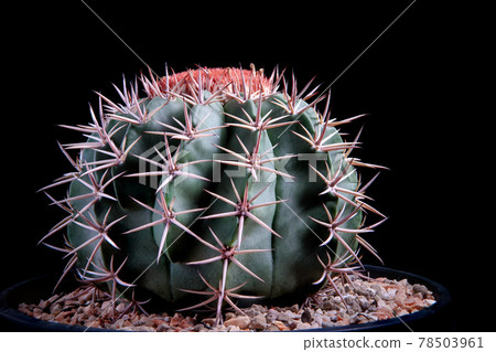studio shot close up melocactus against dark background studio shot close up melocactus against dark background 78503961