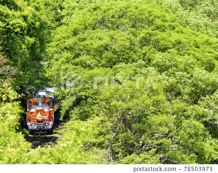 初夏的渡良瀨溪谷鐵路 78503975