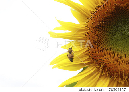 Sunflowers and honeybee Sunflowers and honeybee 78504137