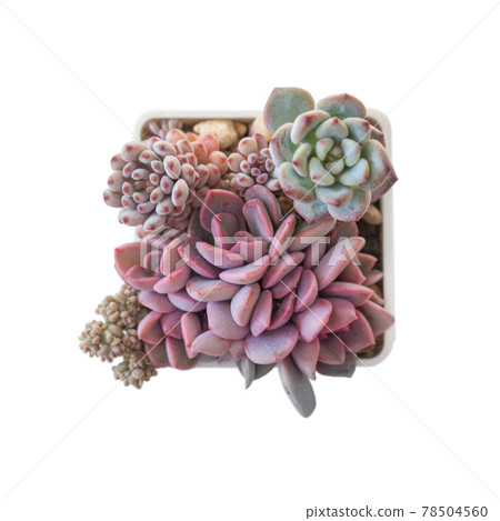 Graptoveria debbie, graptopetalum pachyphyllum bluebean, echeveria and sedum succulent plant Graptoveria debbie, graptopetalum pachyphyllum bluebean, echeveria and sedum succulent plant 78504560