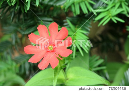 Lychnis matsumoto blooming in early summer (Senoh Matsumoto) 78504686