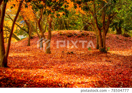 Deciduous carpet, Lake Ippeki in autumn 78504777