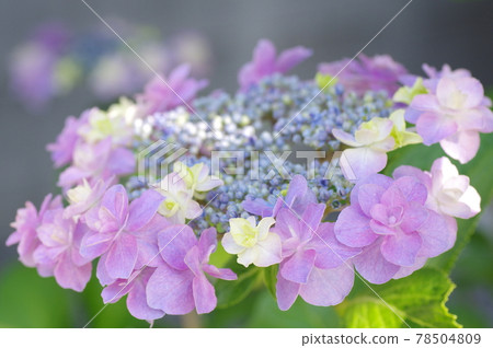 Gaku繡球花 Gaku繡球花 78504809