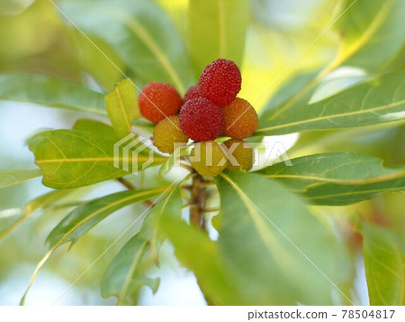 Colored bayberry fruit on a sunny day 78504817