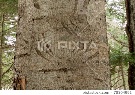 [Biei-cho, Hokkaido] Bear's claw marks May 78504991