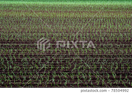 [Biei-cho, Hokkaido] Onion field May 78504992