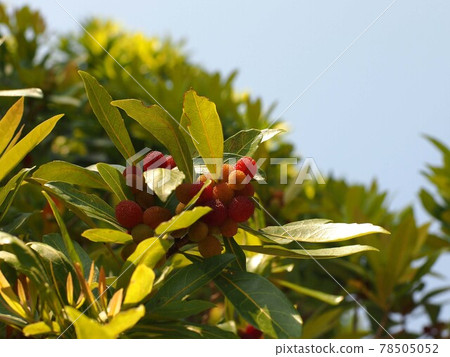 陰雨天氣晴朗的天空和楊梅 陰雨天氣晴朗的天空和楊梅 78505052