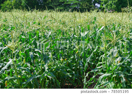 Corn field 78505195