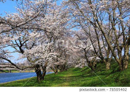 水戶谷川河床公園，一排盛開的櫻花樹 78505402