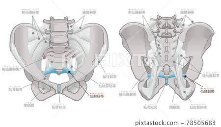 Front and back of the pelvis, sacrospinous ligament (with text) 78505683