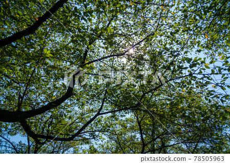 Summer cherry tree 78505963