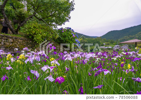 A neatly maintained iris garden 78506088