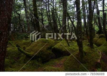 Shirakome Pond and the Mysterious Mossy Primeval Forest 78506089