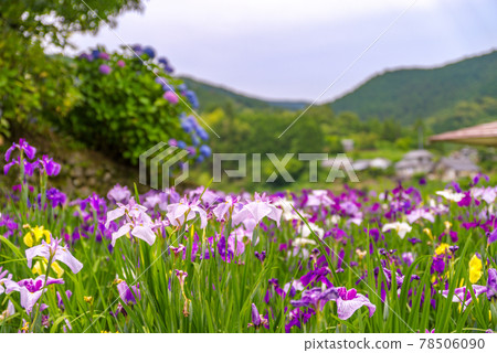 A neatly maintained iris garden 78506090
