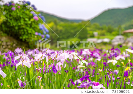 保持整潔的鳶尾花園 78506091