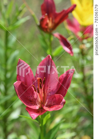 百合maculatum 78506379