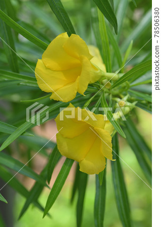 Red-beaned cow disease 78506380