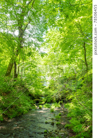 大山谷谷澤溪附近的山毛櫸森林,陽光透過樹葉 大山谷谷澤溪附近的山毛櫸森林,陽光透過樹葉 78506455