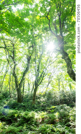 大山谷谷澤溪附近的山毛櫸森林，陽光透過樹葉 78506456