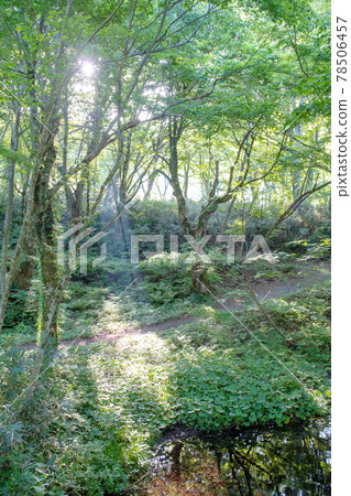 大山谷谷澤溪附近的山毛櫸森林，陽光透過樹葉 78506457