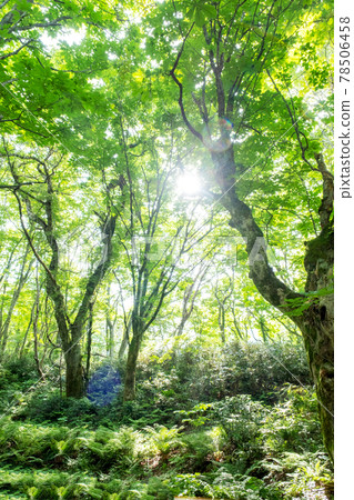 大山谷谷澤溪附近的山毛櫸森林，陽光透過樹葉 78506458
