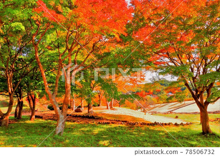 Nanatsumori Tachiwamizube 公園的秋色 Nanatsumori Tachiwamizube 公園的秋色 78506732