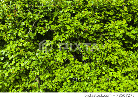 Green hedge close-up. Natural background. Green hedge close-up. Natural background. 78507275