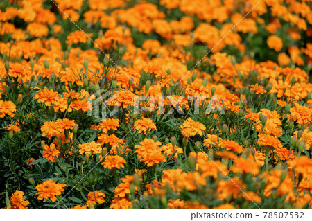 Marigolds shades of yellow and orange, Floral background (Tagetes erecta, Mexican marigold, Aztec marigold, African marigold), at Suan Luang Rama 9 Park Marigolds shades of yellow and orange, Floral background (Tagetes erecta, Mexican marigold, Aztec marigold, African marigold), at Suan Luang Rama 9 Park 78507532