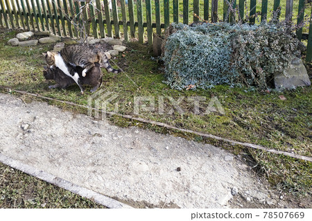 Coupling cats in a natural environment for them in the yard near the home of the owners. Coupling cats in a natural environment for them in the yard near the home of the owners. 78507669