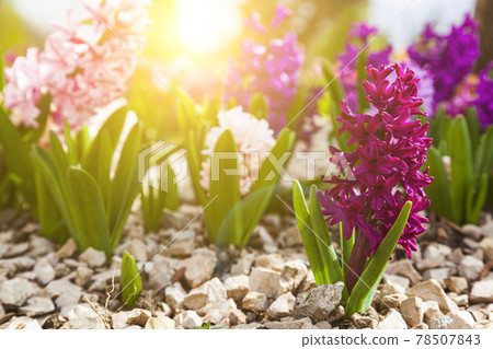 Beautiful multi-colored hyacinths. Beautiful multi-colored hyacinths. 78507843