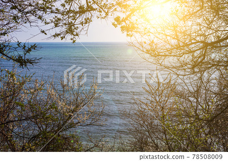 Blooming spring trees against of the blue sea. Blooming spring trees against of the blue sea. 78508009