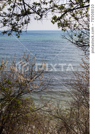 Blooming spring trees against of the blue sea. Blooming spring trees against of the blue sea. 78508010
