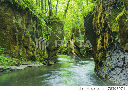 新鮮的綠色Tarumae Gallo 78508074