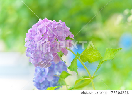 六月色彩繽紛的繡球花園 六月色彩繽紛的繡球花園 78508218