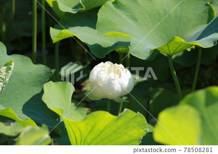 Huang Lin 78508281