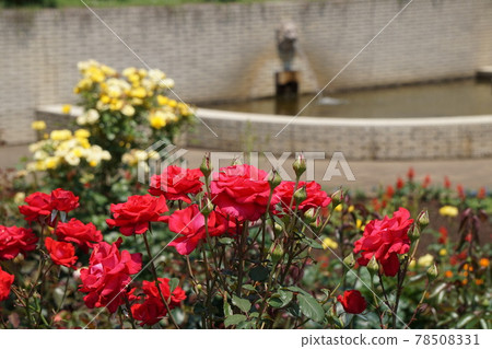 玫瑰與獅子噴泉 78508331