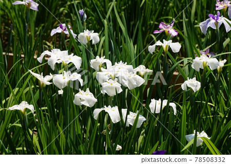 晴朗的天空中的鳶尾花 78508332