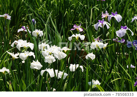 白色的鳶尾花花在晴朗的天空中閃閃發光 78508333