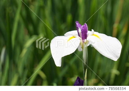 晴空下美麗的鳶尾花 78508334