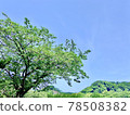 Blue sky and trees in the park 78508382