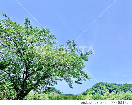 Blue sky and trees in the park 78508382