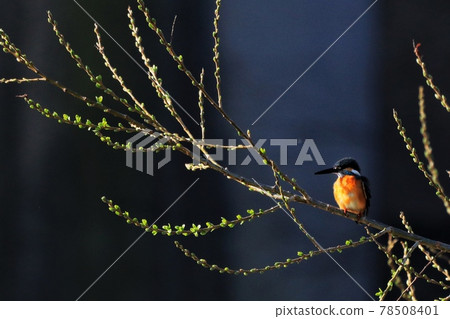 kingfisher 78508401