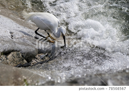 egret 78508567